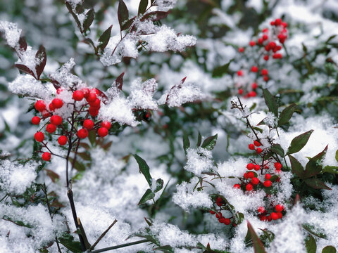 雪中的一片红