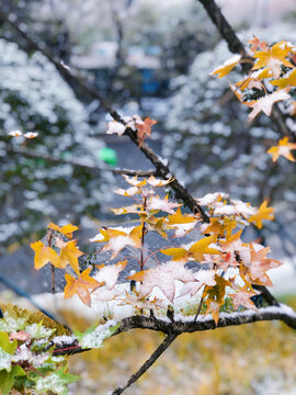 冬天雪中的元宝槭