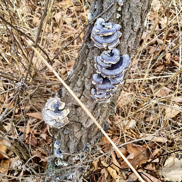 冬天枯萎的蘑菇
