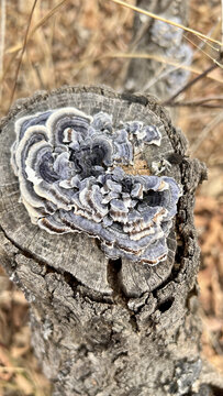 断树干上枯萎的蘑菇