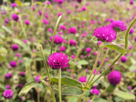 千日红火球花百日红