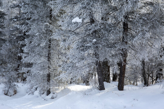 雪景森林