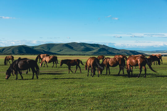 夏季牧场马群吃草