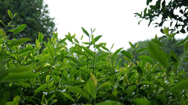 雨后树叶