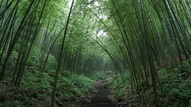 南山竹海