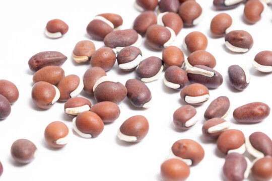 红褐扁豆
