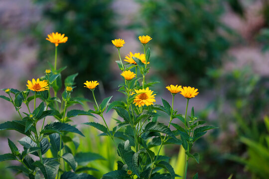 日光菊