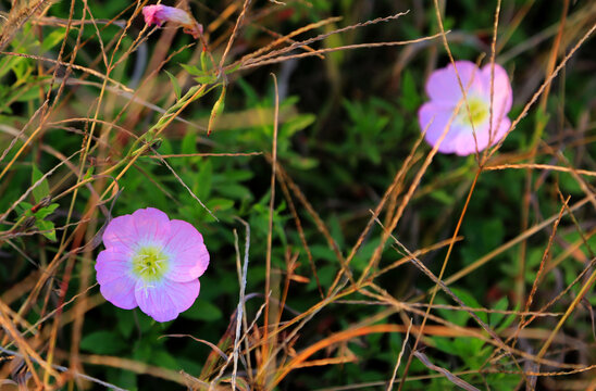 一对漂亮小花