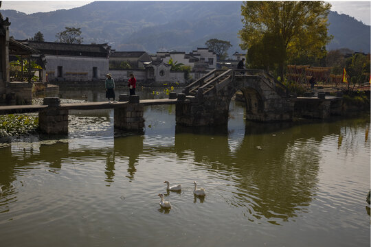 池塘的鹅