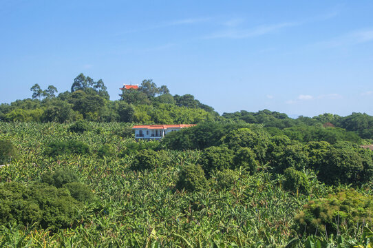 漳州风景十里蕉林
