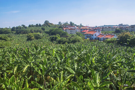 香蕉林果园产业