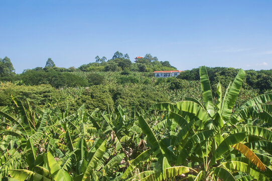 漳州蕉林风景