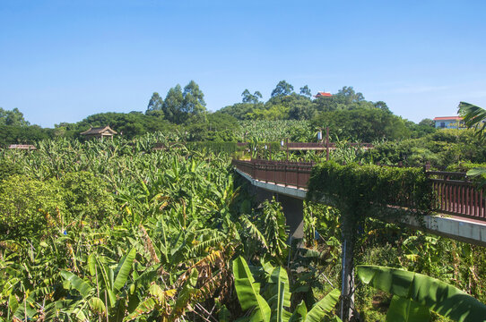 漳州旅游香蕉海