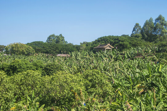 漳州天宝香蕉经济林