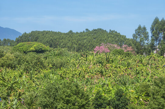 漳州香蕉园风景