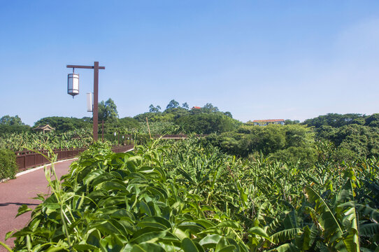 漳州香蕉林风景绿意