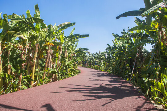 香蕉园小路