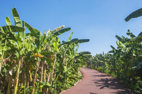 漳州香蕉海休闲步道
