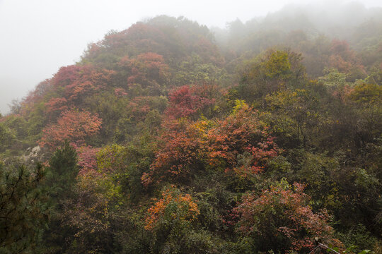 深秋雾景