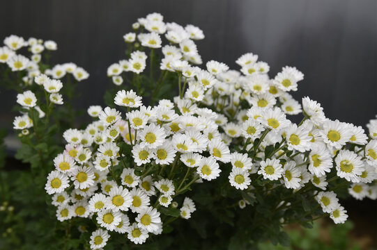 中国菊花名品点雪