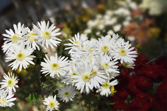 中国菊花名品绿心小白菊