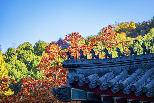 北京香山枫树红叶与勤政殿