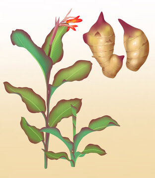 芭蕉芋插畫