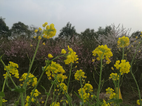 油菜花伴梨花