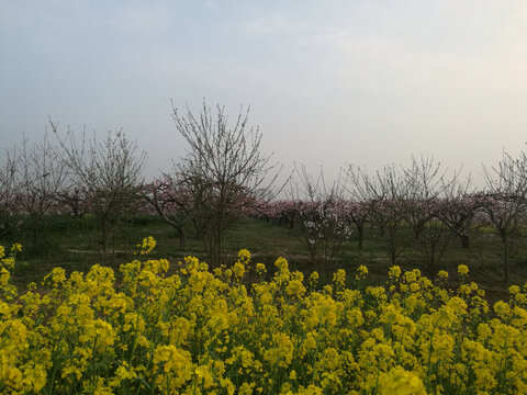 油菜花伴桃花