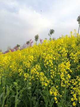 油菜花花堤