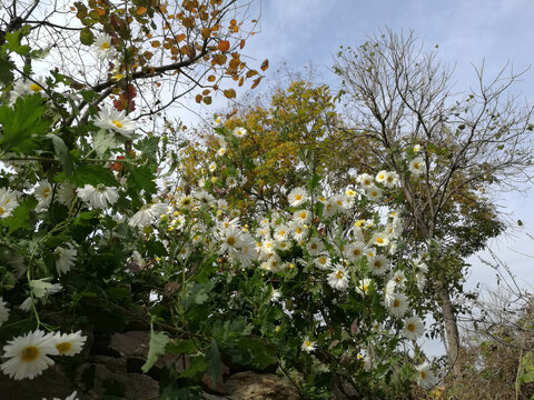 太行菊向阳花开