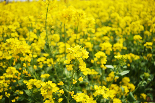 油菜花