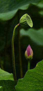 荷花花苞莲蓬