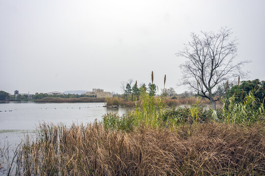 南京上秦淮生态湿地公园