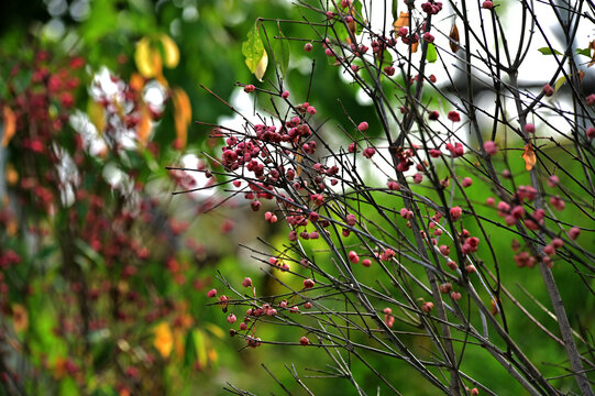 花卉