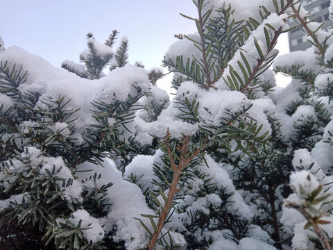 雪压松枝