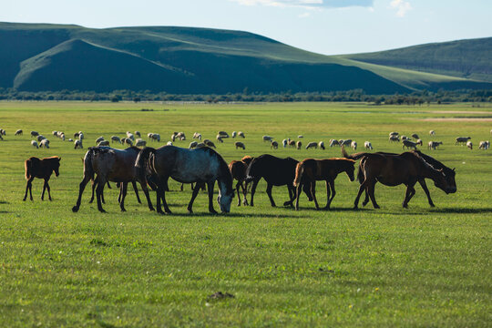 夏季牧场马群羊群