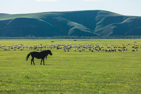 夏季草原羊群骏马