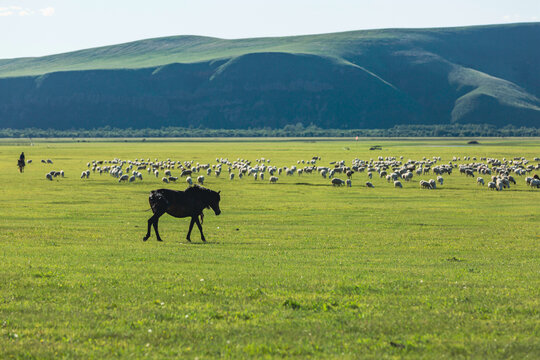 草原牧场羊群骑马骏马