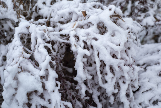 树枝上的积雪