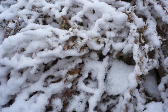 树枝上的积雪