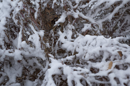 树枝上的积雪