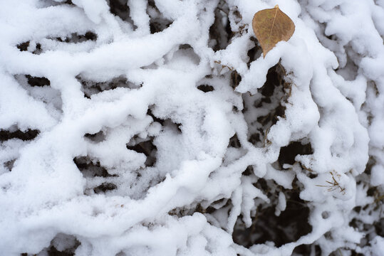 树枝上的积雪