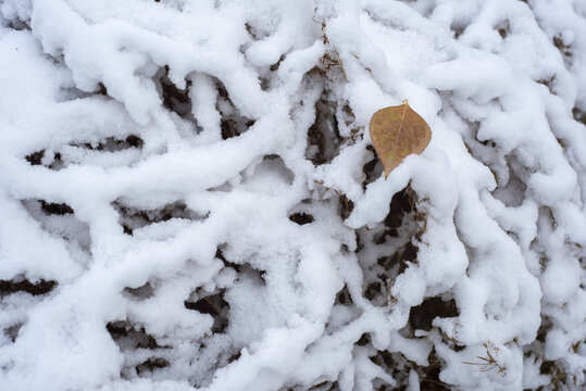 树枝上的积雪