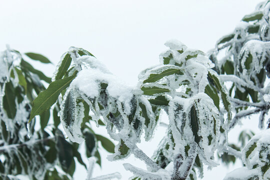 冬季冰雪户外玉树琼枝