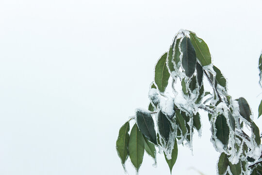 冬季冰雪户外玉树琼枝