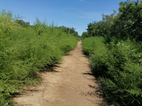 田园小路