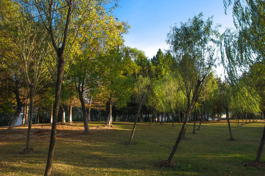 秋天阳光树林草地