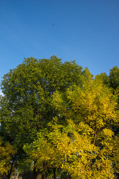 秋天阳光树林