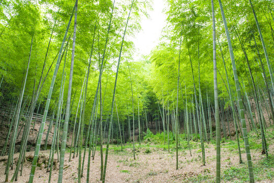 深山竹林